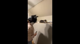Cat frightened by person in cat mask in Duluth, Minnesota