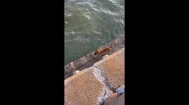 Dog dives into water to clean up trash