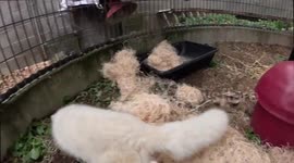 Arctic fox rescued from illegal pet trade plays in enclosure
