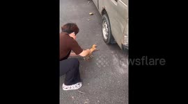 Wild Weasel Seeks Human Help After Getting Tangled in Rope—Incredible Rescue Caught on Camera!