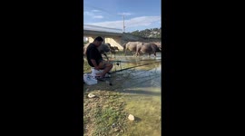 Anglers interrupted by buffalo herd swimming through river