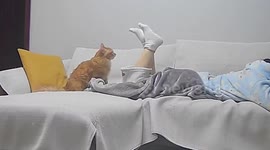 Playful kitten battles owner’s foot
