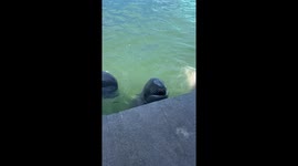 Friendly dolphin gifts zookeeper with clam