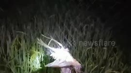Bird poacher arrested for hunting protected species in Thailand