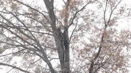 A bear rests in an oak tree in Plianfield, New Jersey