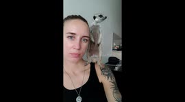 Pet Meerkat Perches On Owner's Shoulder