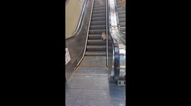 This dog absolutely loves riding up and down elevators in Colombia