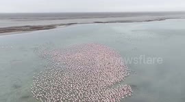 Flamingos Overtake Kazakhstan's Lake Karakol