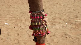 Decorated Camels Parade for Beauty pageant at world famous Pushkar mela
