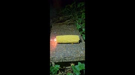 Exclusive- Sparkler vs. sweetcorn: TikTok science sparks curiosity