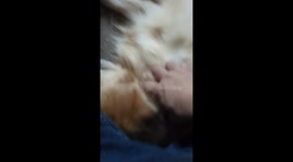 Golden retriever getting pampered