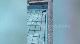 Exhausted bird stranded in water fountain rescued by passerby