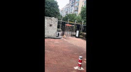 Dog runs hilariously toward owner in Hubei, China