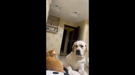 Cat aggressively interacts with dog in Fujian, China