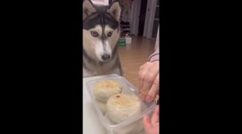 Dog eagerly watches owner enjoy mooncakes in Jiangsu, China