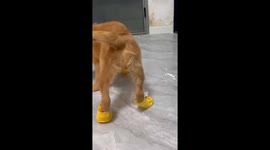 Golden retriever walks funny in new shoes