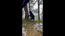 Bear hides behind tree looking at campsite at narional park
