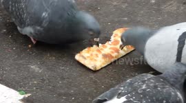 City wildlife: Pigeons fighting for a part of pizza. Paris, France, Grands Boulevards, 9 november 2024