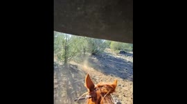 Dramatic footage of cowboy using lasso to capture runaway bovine