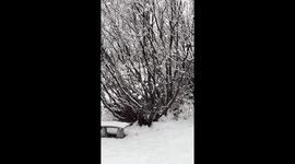 Big Snow Flakes in Slow Motion
