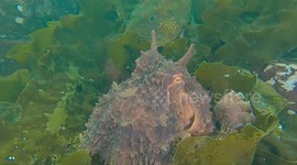 A Wild Giant Pacific Octopus Alongside a Large Lingcod is Spotted During a Scuba Dive Off the Coast of British Columbia