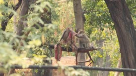 Romance between monkeys captured on camera is truly out of this world