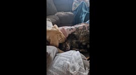 12 week old labrador puppy annoys patient cat
