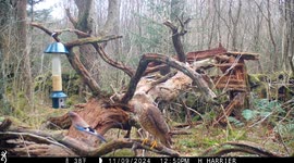 I set a trail camera to record birds in a Scottish forest, A Sparrow hawk and Jay meet.