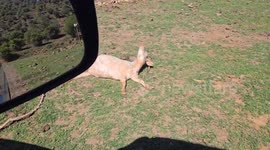 Goat sleeps unusually at Witmos Oxwagoncamp, South Africa