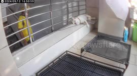 Albino pug barks after waking up on stairs