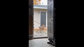 Dog struggles to fit long stick through doorway in Indianapolis, USA
