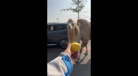 Camel spits out sour lemon after tasting it