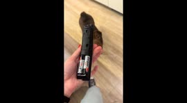 Dog avoids confrontation after damaging TV remote in Buenos Aires
