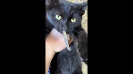 Cat stays calm as lizard bites its nose