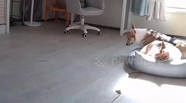 Dog struggles with sleep in China