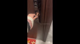 Cat's Reaction Captured in Shanghai, China