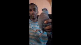 Teen's attempt to pet pigeon ends in humorous mishap