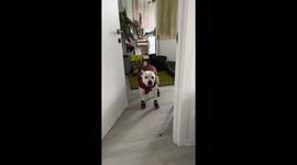 Dog Bulka walks funny in shoes in Ukraine