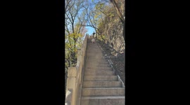 Chubby dog goes down stairs in Hebei, China,