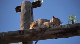 Lynx rescued after climbing power pole in Khakassia