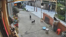 Cat intervenes in dog fight in Zhejiang, China