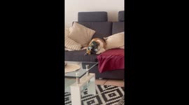 Dog Mia gets snout stuck in chips packet in Tübingen