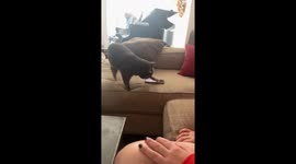 Cat tries to scroll Phone in Pennsylvania, USA