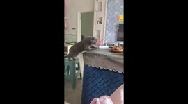Instant cat-ma! Feline falls while trying to steal food