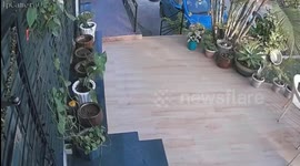 Wild leopard attacks family's pet dog in India
