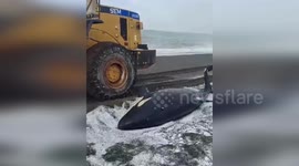 Beached orca whale rescued in Kamchatka