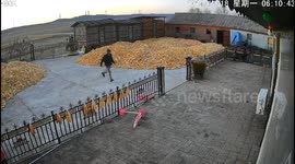 Terrifying growls heard as tiger attacks villager in eastern China