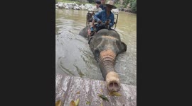 Curious elephant reaches for tourist's shoes