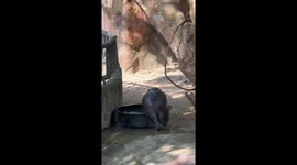 Baby hippo Moo Deng struggles to climb into water basin