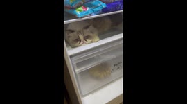 Sad pet cat found cooling off in the fridge